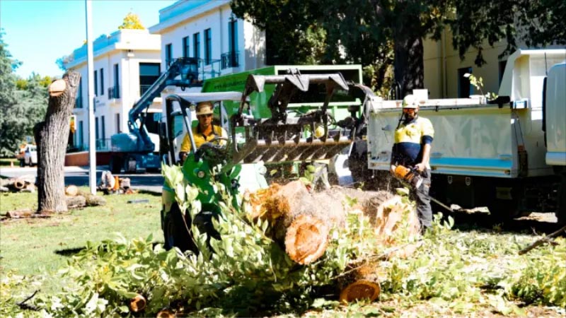 tree mulching in canberra