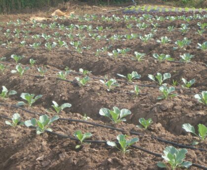 Cabbage Farming In India