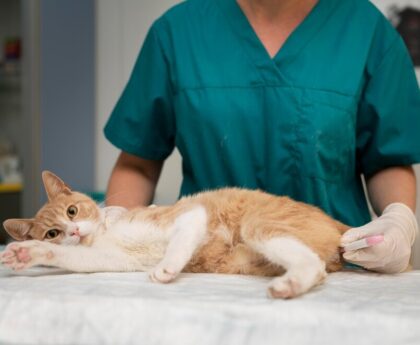 palliative care for cats at home