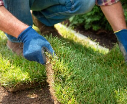 a gardener install an sod in lawn